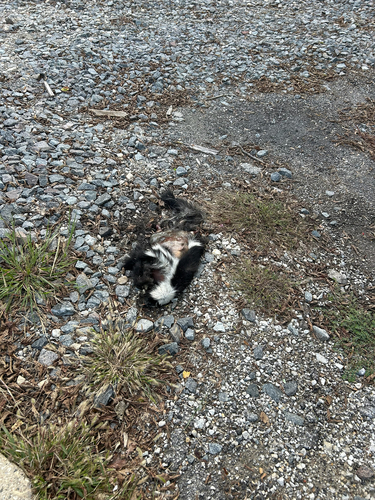 Striped Skunk
