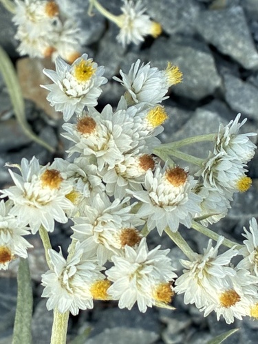 pearly everlasting