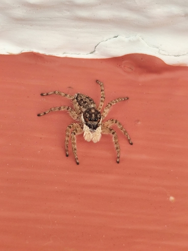 Half-edged Wall Jumping Spider