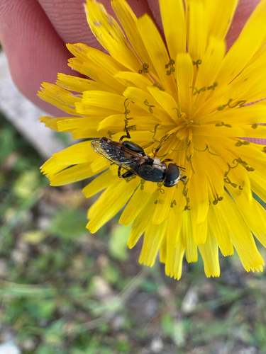 Thick-legged Hover Fly
