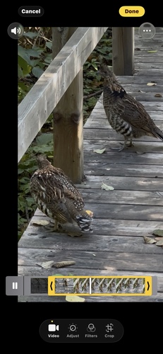 Ruffed Grouse