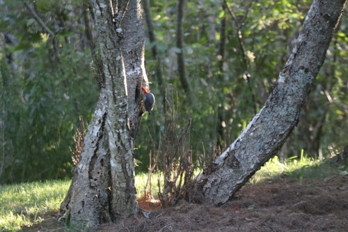 Red-bellied Woodpecker