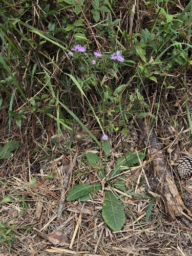 Elephantopus nudatus, photograph 2