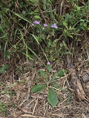 Elephantopus nudatus, photograph author not stated, no rights reserved