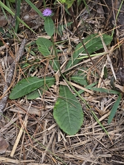 Elephantopus nudatus, photograph author not stated, no rights reserved