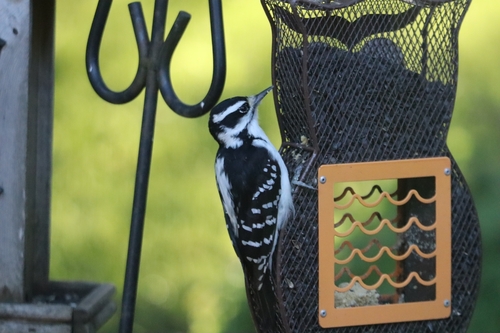 Hairy Woodpecker