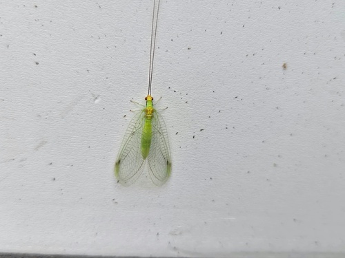 Lichen-carrying Green Lacewing