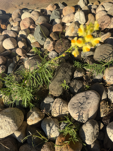 common toadflax