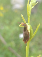 Ophrys insectifera aymoninii