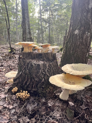 Lynx Paw Oyster