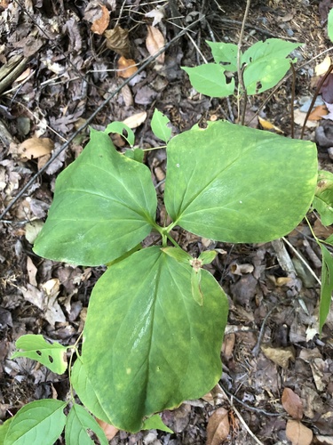 painted trillium