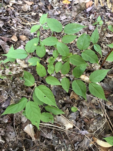 northern bush honeysuckle