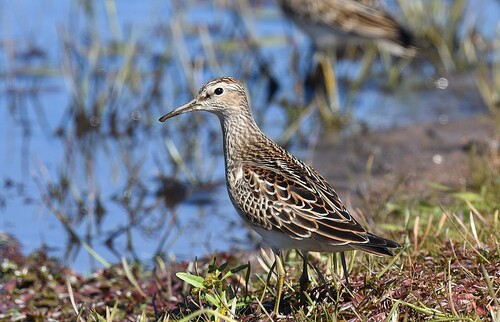Pectoral Sandpiper