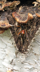 Tanyptera atrata