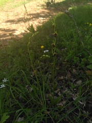 Ophrys insectifera aymoninii