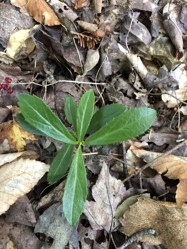pipsissewa