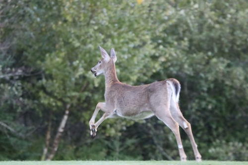 White-tailed Deer