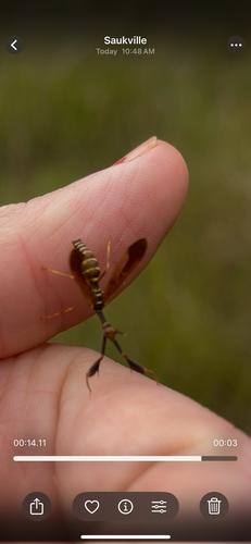 Brown Wasp Mantidfly