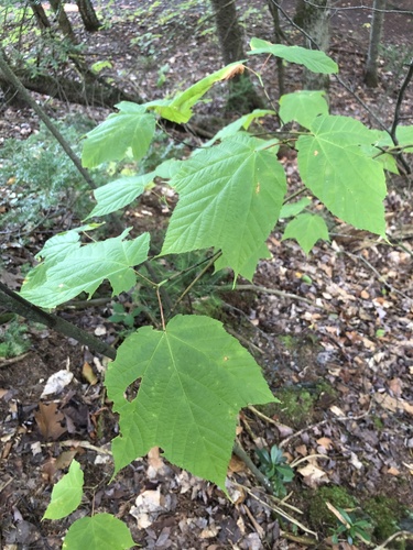 striped maple