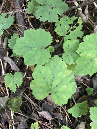 Creeping Foamflower