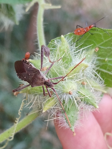 Leptoglossus oppositus