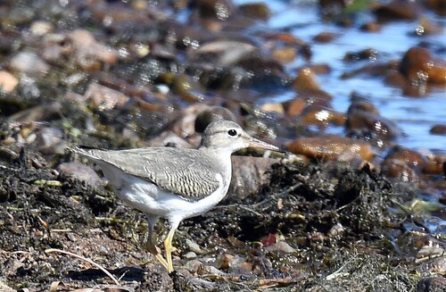 Spotted Sandpiper