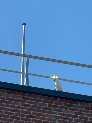 Sulphur-crested Cockatoo