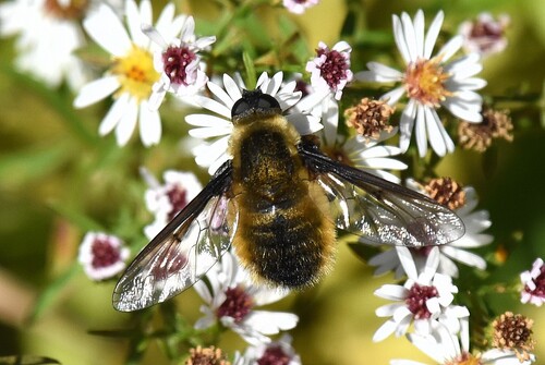 Tawny-tailed Bee Fly