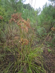 Scirpus cyperinus