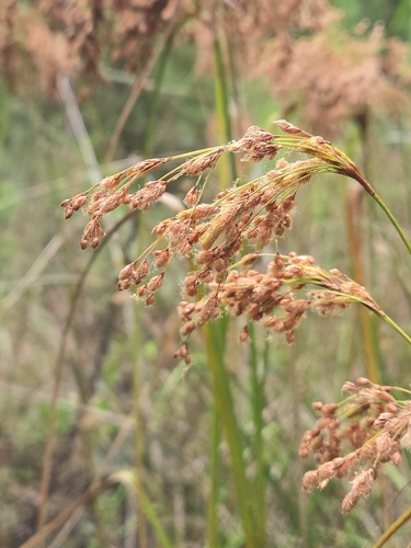 Scirpus cyperinus, photograph 2