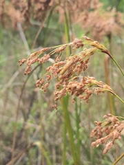 Scirpus cyperinus, photograph author not stated, no rights reserved