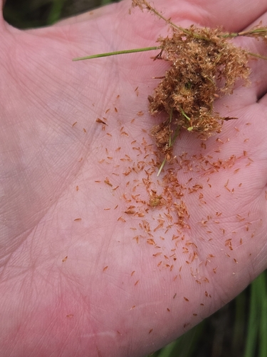 Scirpus cyperinus, photograph 4