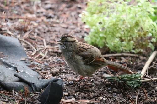 White-throated Sparrow