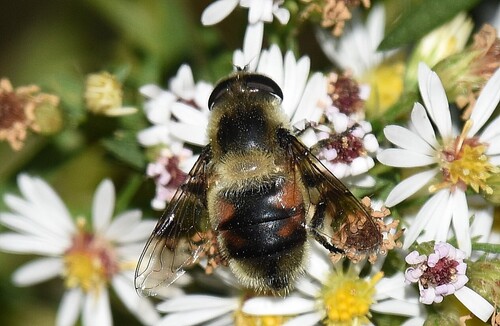 Orange-spotted Drone Fly