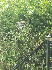 Setophaga pensylvanica