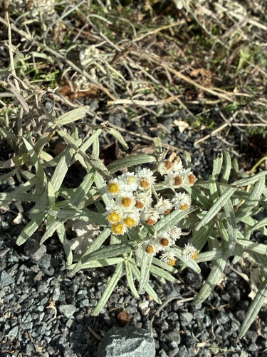 pearly everlasting