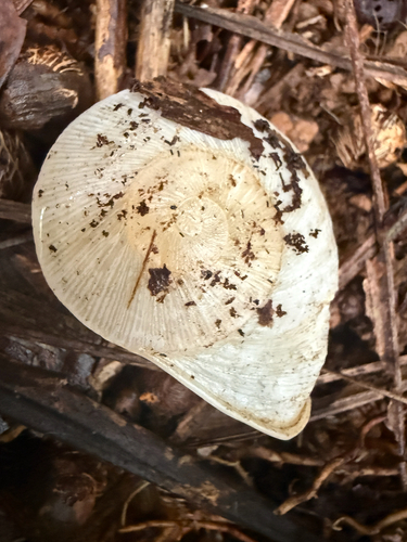 Parthena acutangula