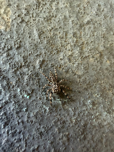 Tan Jumping Spider
