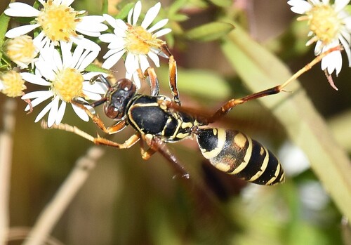 Northern Paper Wasp