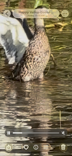 Mallard
