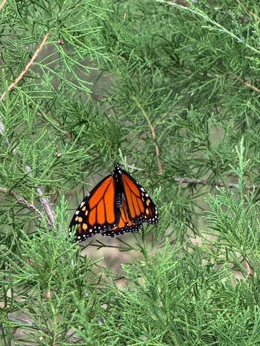 Monarch