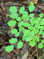 Thalictrum pubescens