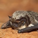 Particolored Bats - Photo (c) Rudo Jureček, some rights reserved (CC BY-NC-SA)