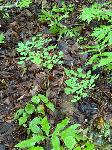 Thalictrum pubescens, photograph 2