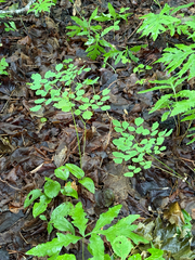 Thalictrum pubescens, photograph (c) Patrice Dupont, some rights reserved (CC BY)