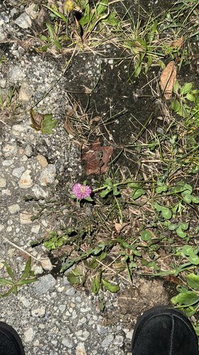 Red Clover