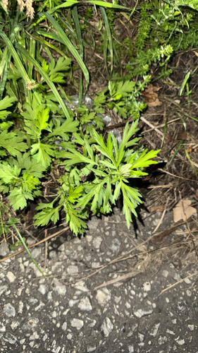 common mugwort