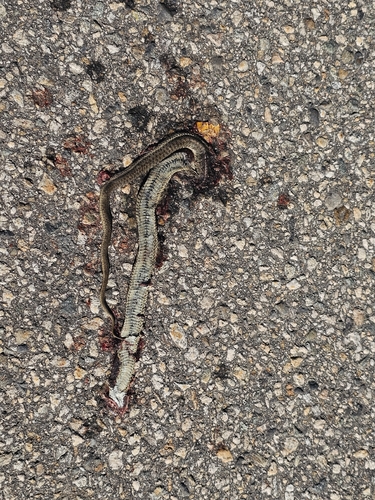 Western Terrestrial Garter Snake