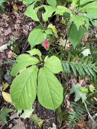 Panax quinquefolius