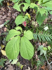 Panax quinquefolius